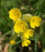 Primula (Primula veris) - 60 ml