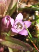 geo-Gentian (Gentianella amarella) - 12ml