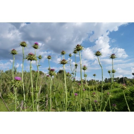 Cardo Mariano (Silybum marianum) 12 ml