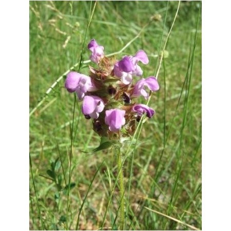 Consuelda Menor (Prunella vulgaris) 60 ml