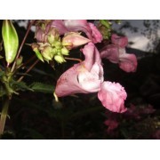 Impatiens (Impatiens glandulifera) 12 ml