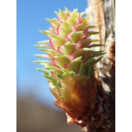 Larch (Larix decidua) 12 ml