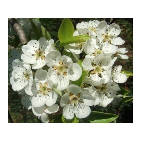 Pera (Pyrus communis) 60 ml