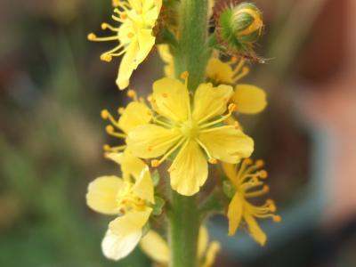 geo-Agrimony (Agrimonia eupatoria) - 60 ml