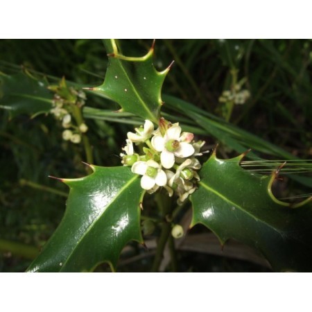 Holly (Ilex aquifolium) 12 ml