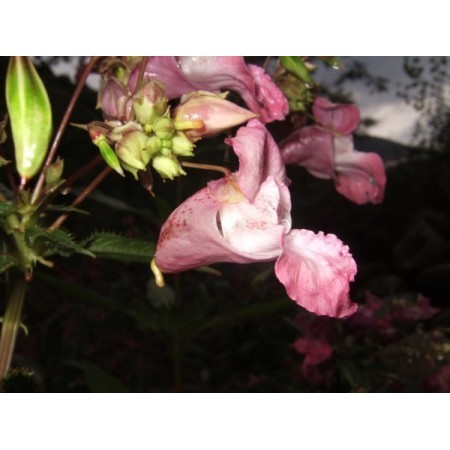 Impatiens (Impatiens glandulifera) 60 ml