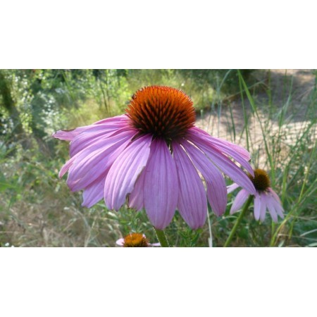 Equinácea (Echinacea purpurea) 12 ml