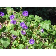 Gloria de la Mañana (Ipomoea purpurea)  12 ml