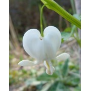 Corazón Blanco de Maria (Dicentra spectabilis var. alba) 12 ml 