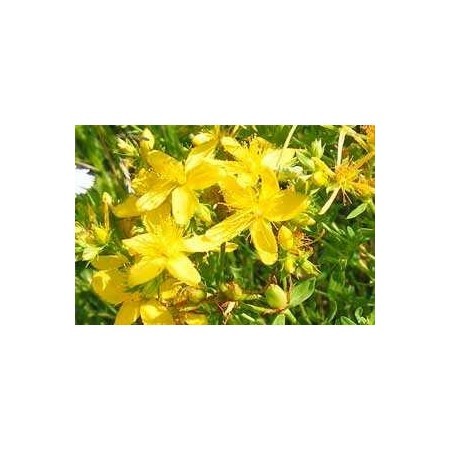 Hiperic (Hypericum perforatum) 12 ml