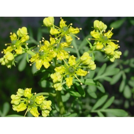 Ruda (Ruta graveolens) 12 ml