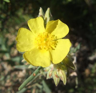 geo-Rock Rose (Helianthemum nummularium) -60 ml