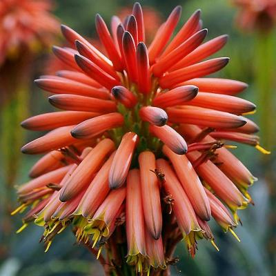 Aloe arborescente (Aloe arborescens) - 12 ml